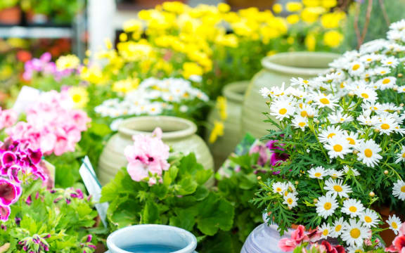 14381065 - white daisy potted flower at garden center retail store