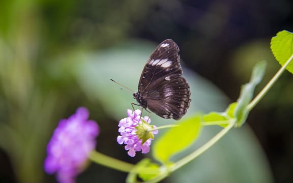 A butterfly in the tropical forest.