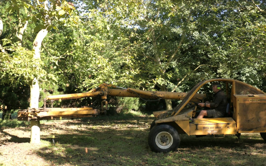 Walnut harvesting at Lightfoot Walnuts