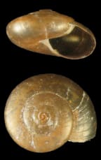 Side view and top view of the land snail Flammulina compressivoluta, which has a shell about 8mm across.