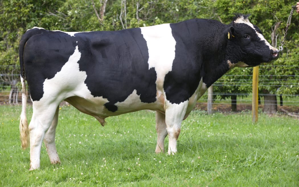 Farside M Illustrious S3F has sired 17,313 daughters and over 90,000 granddaughters across New Zealand.