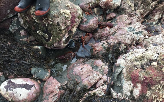 Dead paua and crayfish near Ohau Point seal colony