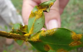 Myrtle Rust has been found in a plant nursery in Taranaki.