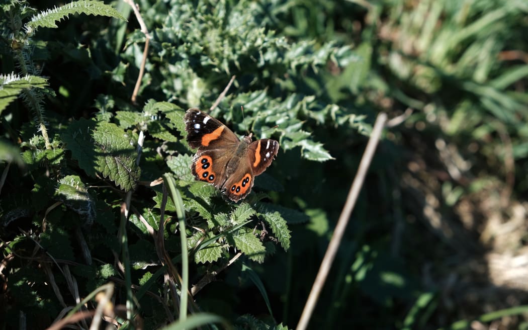 A butterfly with red, black and white wing patterning rests on a stinging nettle.