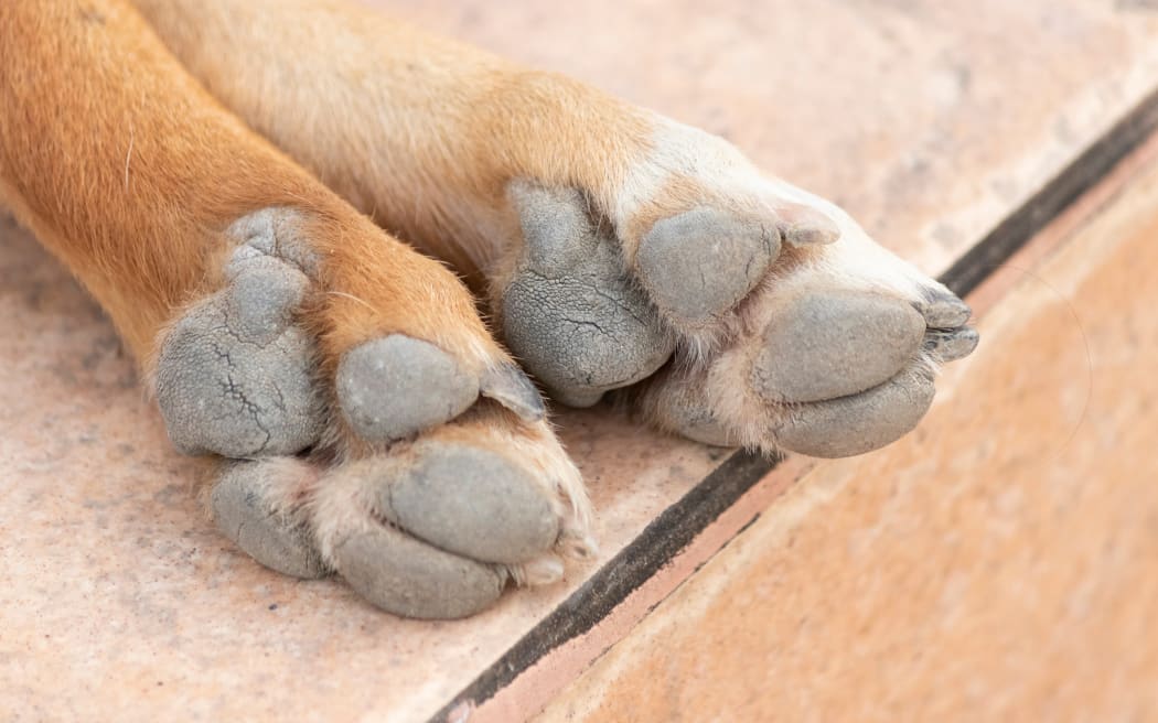Brown dog feet on the ground background.