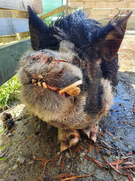 Hogwart the kunekune pig who has been adopted from Silverdale animal centre