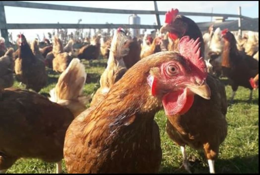 The huge flock of hens acquired by mistake.