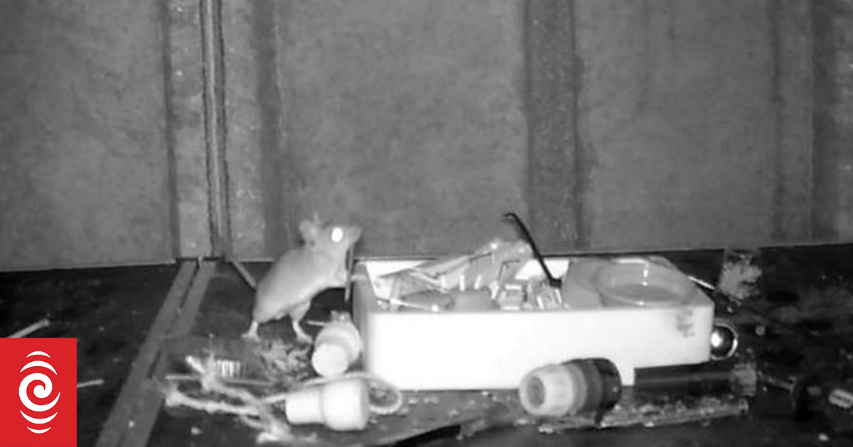 Mouse filmed tidying up man's shed every night - Vimarsana News