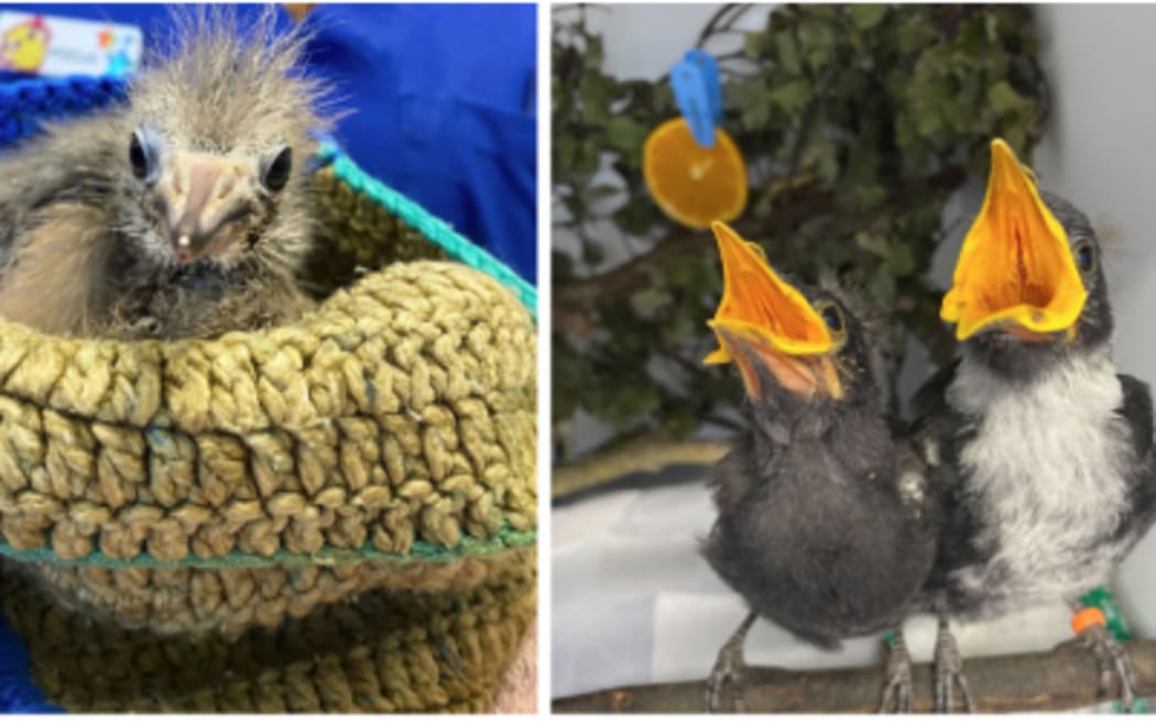 Clockwise from top left: A white heron chick; Tuis, about two weeks old; Lapwings, about a week old, looking into a mirror; And a little ruru, less than a week old.
