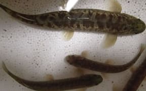 Native fish