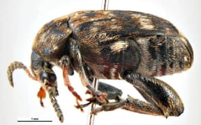 Pea weevil (Bruchus pisorum)