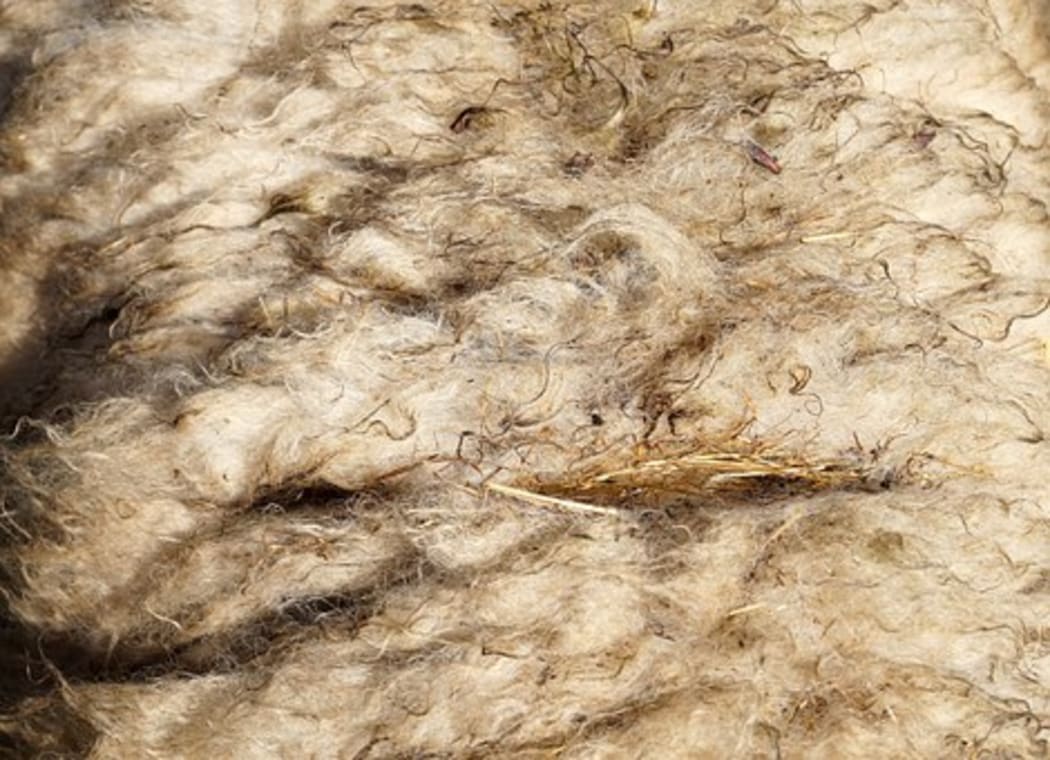 Wool