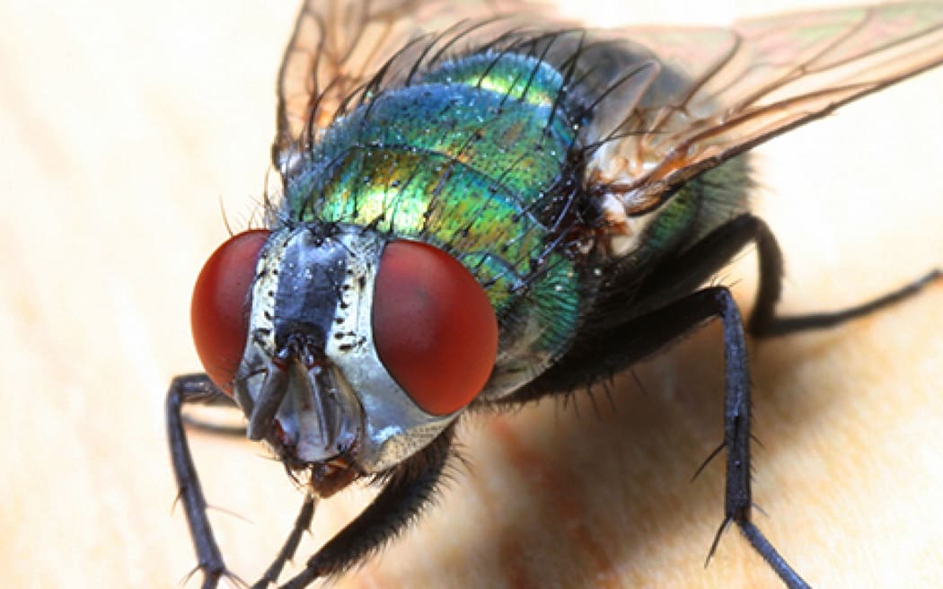 Flies.
