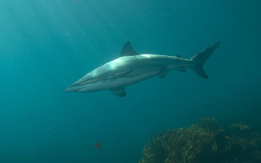 Long bronze whaler