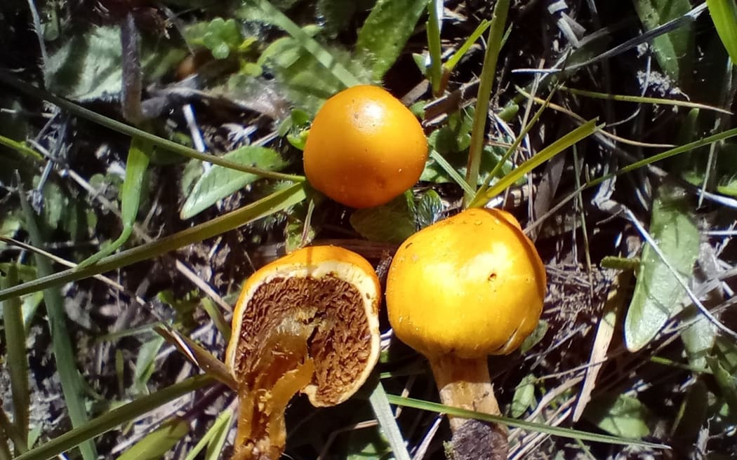 Alpine Pouch Fungus