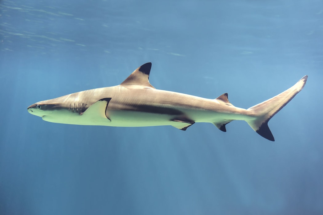 The blacktip reef shark (Carcharhinus melanopterus) easily identified by the prominent black tips on its fins. (Wikipedia)