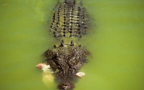 AUSTRALIA. CROCODILE.  LIVESTOCK FARM (Photo by STAN FAUTRE / ONLY WORLD / Only France via AFP)