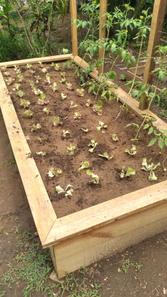 Raised beds. A New Zealander staying in Fiji has turned his attention to helping keep people fed.
