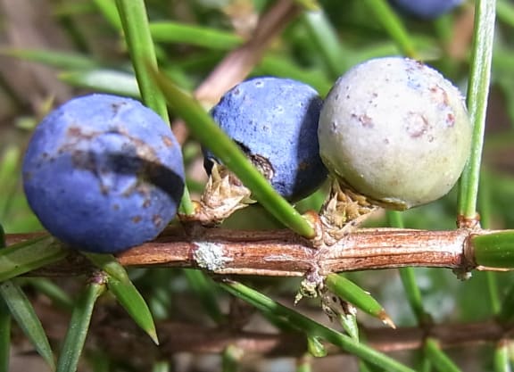 Juniper berries on a branch