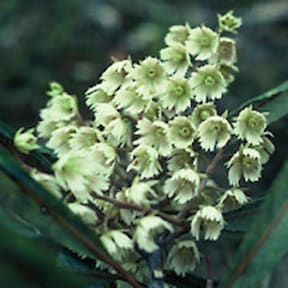 Hinau flowers