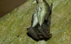 Female Tailed Forest Spider