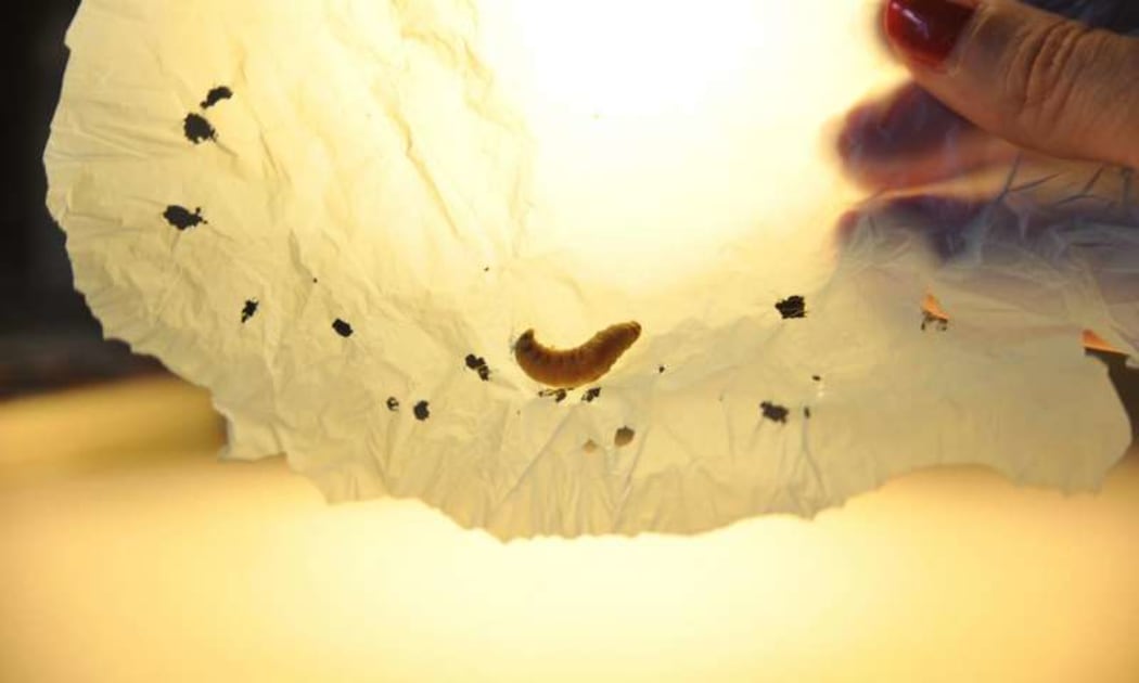 One of the caterpillars with a plastic bag it had chewed through.
