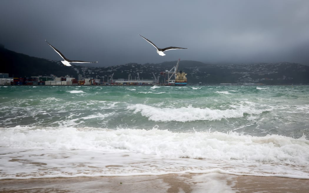 Seagulls making the most of the strong winds blowing into Oriental Parade.