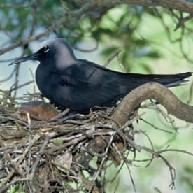 Photo for Black noddy