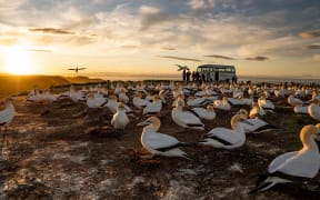 Gannet Sunrise tour