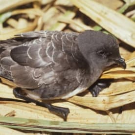 Photo for White-bellied storm petrel