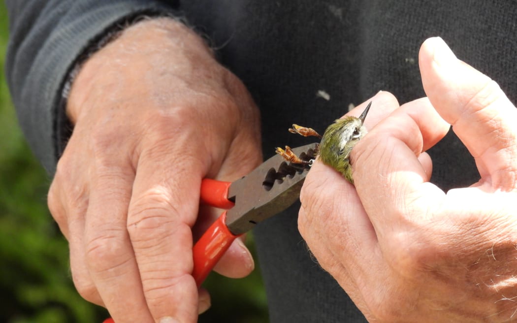 The rifleman or tītitipounamu is New Zealand's smallest bird.