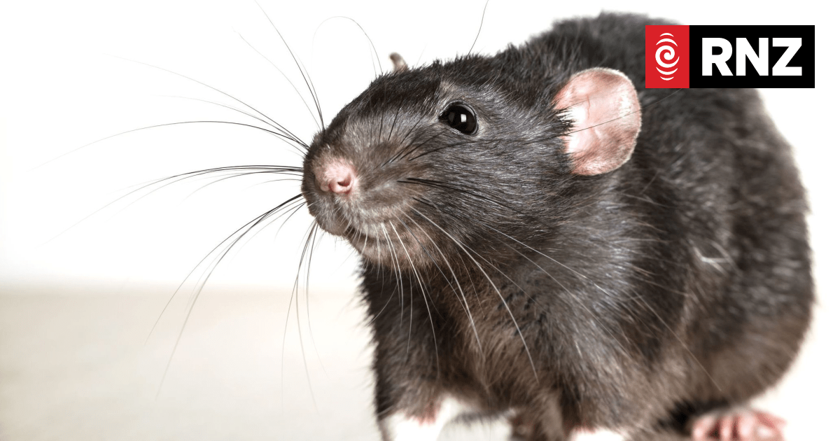 First Union: Rats in Dunedin South Countdown a health and safety issue - Vimarsana News
