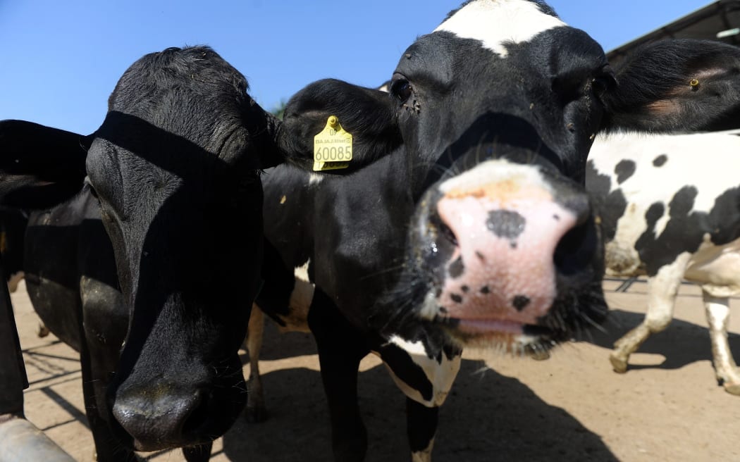 LIC has started a new breeding programme crossing the Senepol breed with Holstein-Friesians (pictured).
