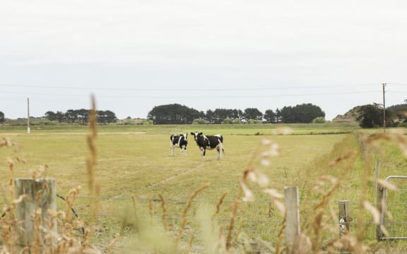 Dry land and cows, parched land in central North Island.