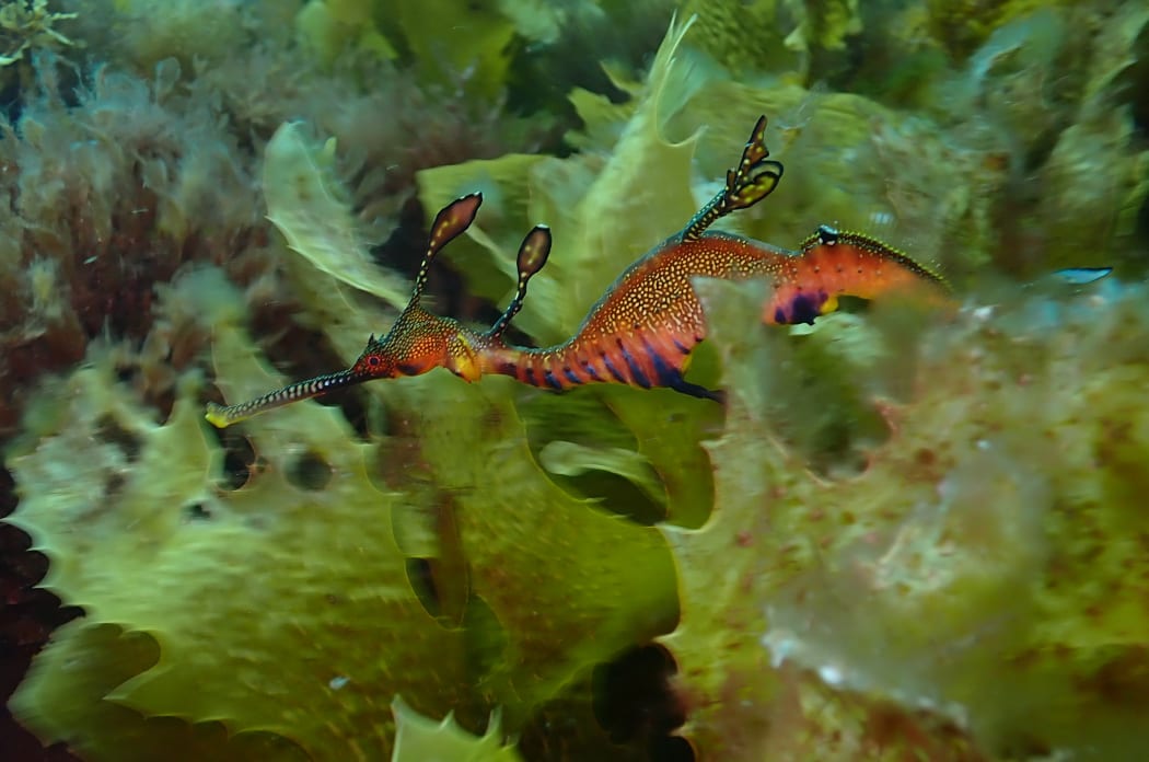 Common or weedy seadragon