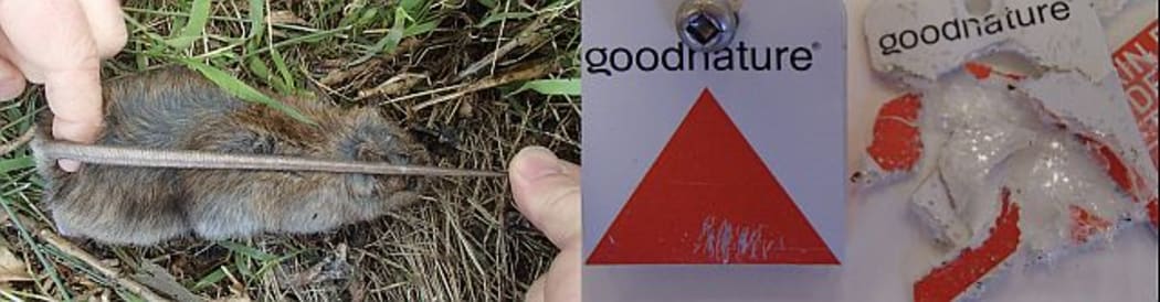 A ship rat is easily identifiable from a Norway rat: it has a longer tail, which reaches past the animal's nose, and large ears that fold down over the eyes. Rat teeth marks on a detector card (right) are quite long, and as well, rats quite often destroy the card.