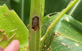 Fall armyworm wreaking havoc on crops.