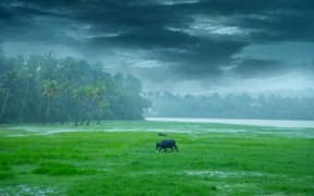 Monsoon rains represent one of Earth’s major seasonal cycles.
