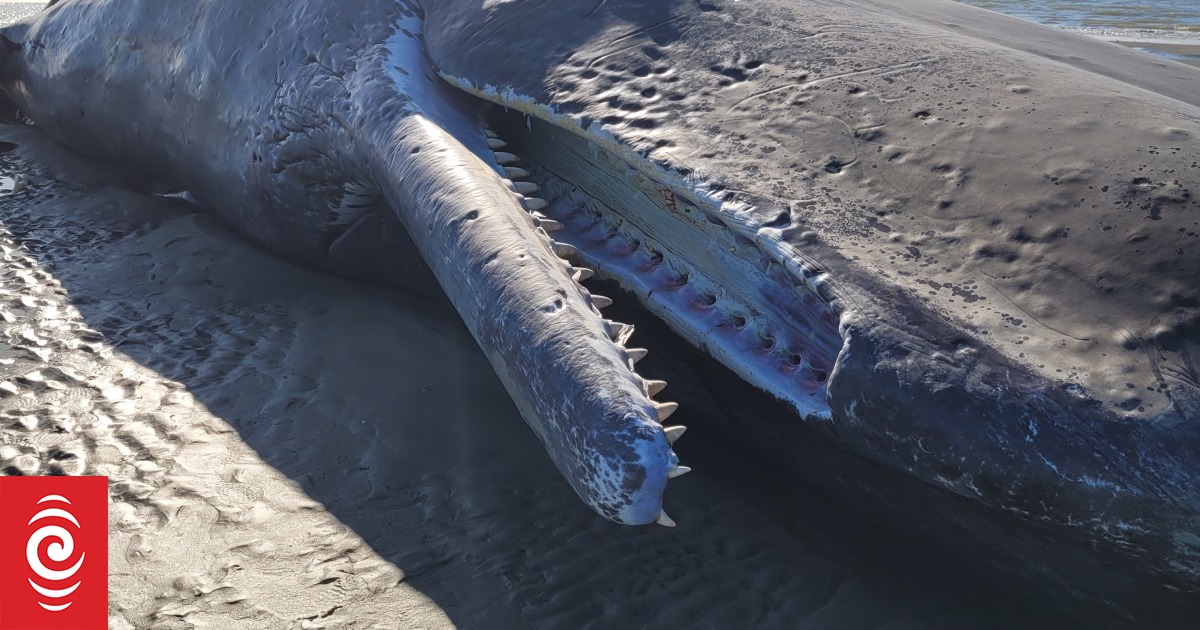 Trapped beluga whale lifted out of Seine hours before death