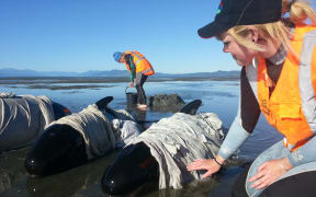 Volunteers care for stranded whales on Farewell Spit.