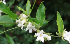 Araujia hortorum, also known as Araujia sericifera or the moth plant.