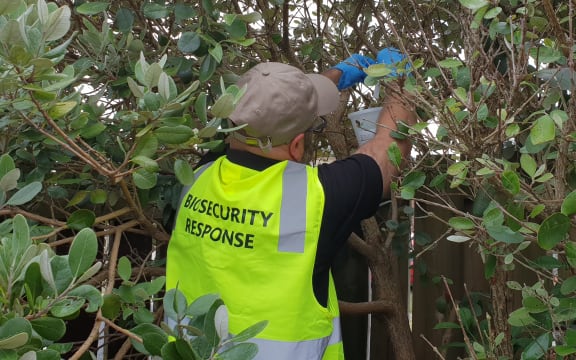 Biosecurity team set up fruit fly traps in in the South Auckland suburb of Ōtara after one was found.