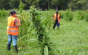 Hikurangi Enterprises wants to be front and centre in the medicinal cannabis industry.