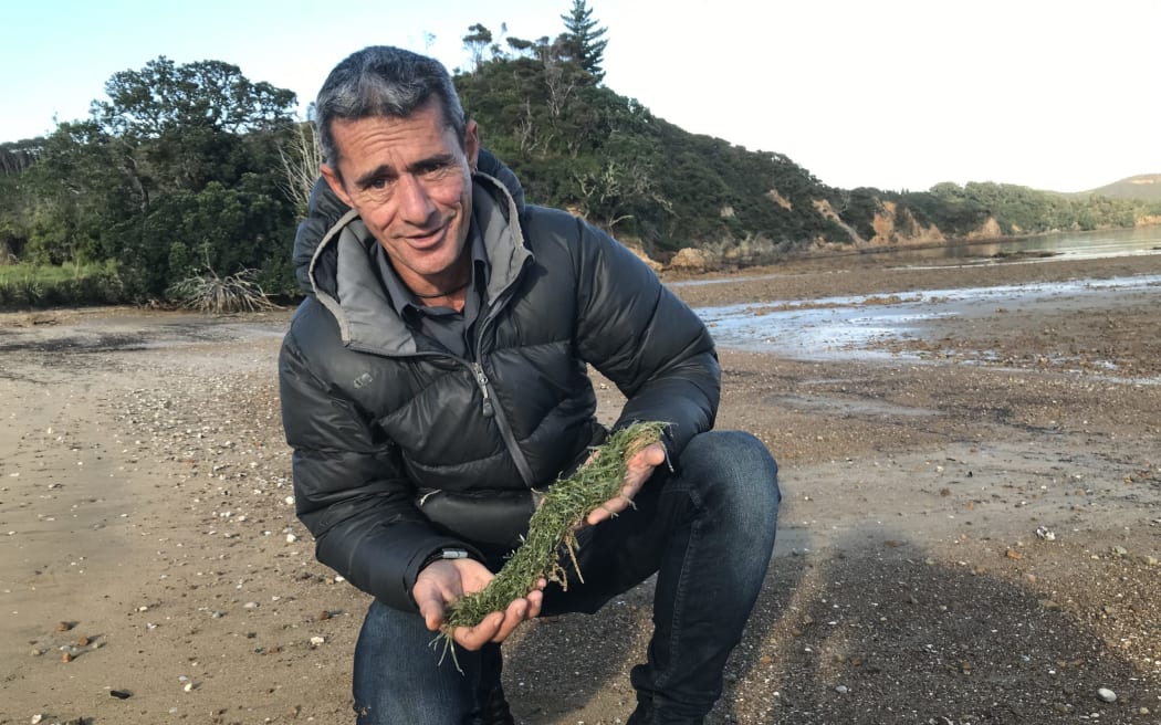 Te Rawhiti's Rana Rewha (Ngati Kuta)first found pieces of caulerpa on this Omakiwi Cove beach on May 3 in New Zealand's first confirmed mainland infestation