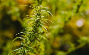 Cannabis plant. Marijuana plant.
