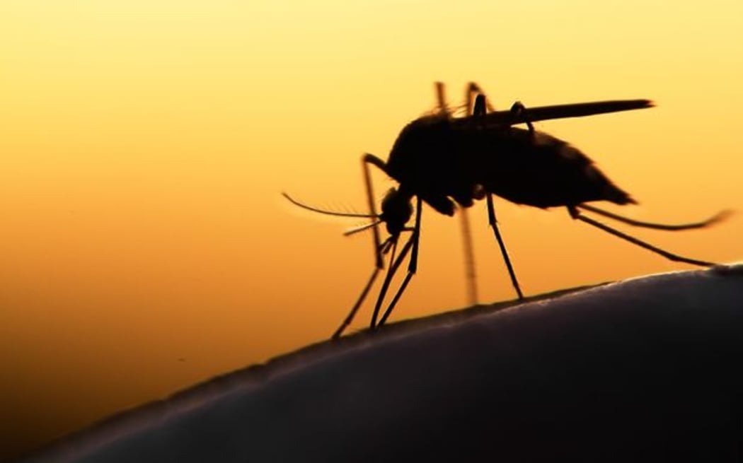 Mosquito