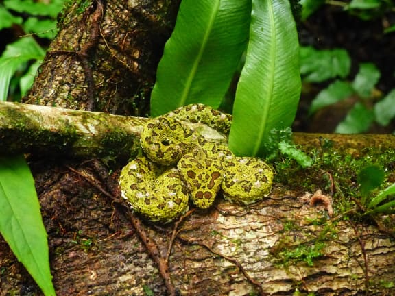 A Fer de lance snake