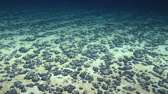 Polymetallic nodules in the western Atlantic Ocean. This image was captured on a deep-sea research mission in 2019.