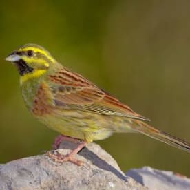 Photo for Cirl bunting
