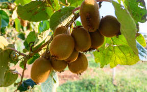 New harvest of golden or green kiwi, hairy fruits hanging on kiwi tree in orchard in Italy